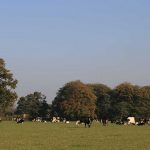 Cows-in-a-field