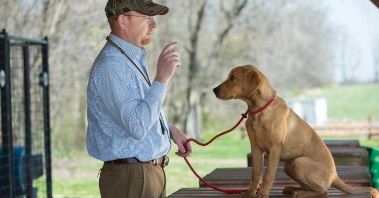 A puppy being trained.