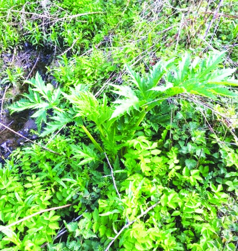 giant hogweed.