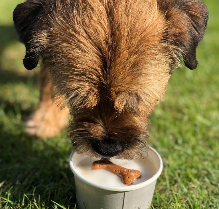 Dog eating ice cream