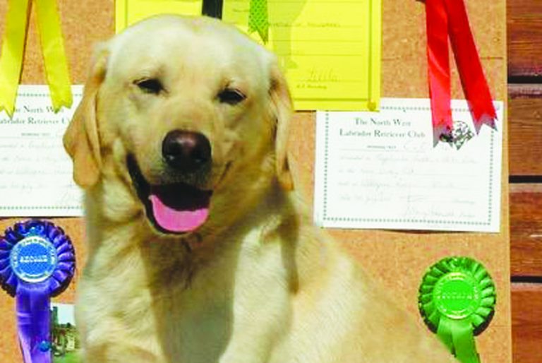 A dog with trophies